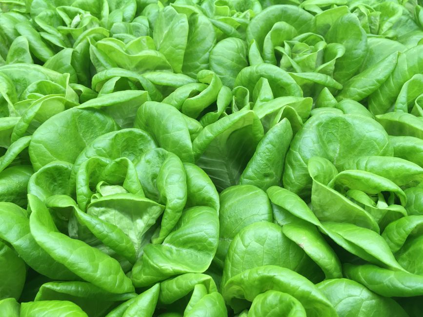 5 Common Mistakes with Indoor Greens & Dwarf Veggies (And How to Avoid Them)