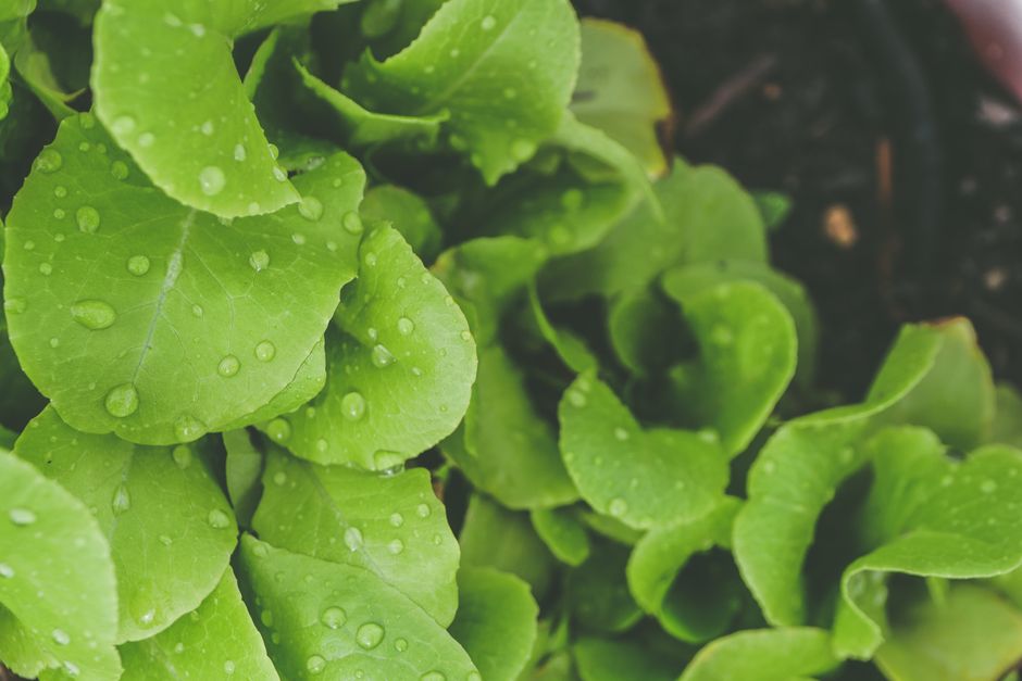 A Realistic Routine for Deep Water Culture & Kratky That Fits a Busy Life