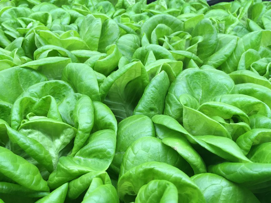 A Realistic Routine for Indoor Greens & Dwarf Veggies That Fits a Busy Life