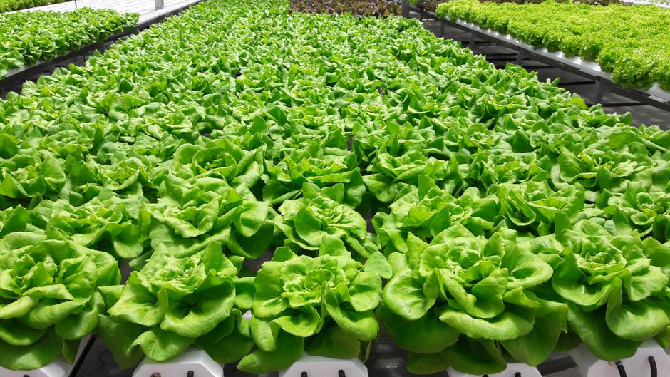 Common Myths About Deep Water Culture & Kratky I Stopped Believing