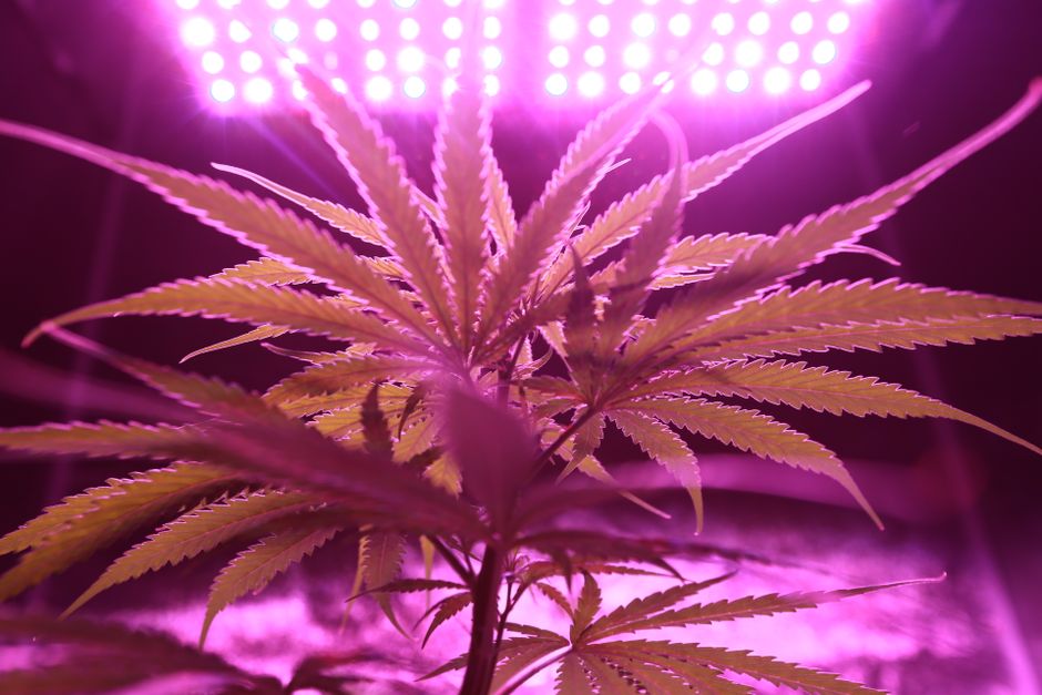 Common Myths About Full Spectrum LED Lighting I Stopped Believing