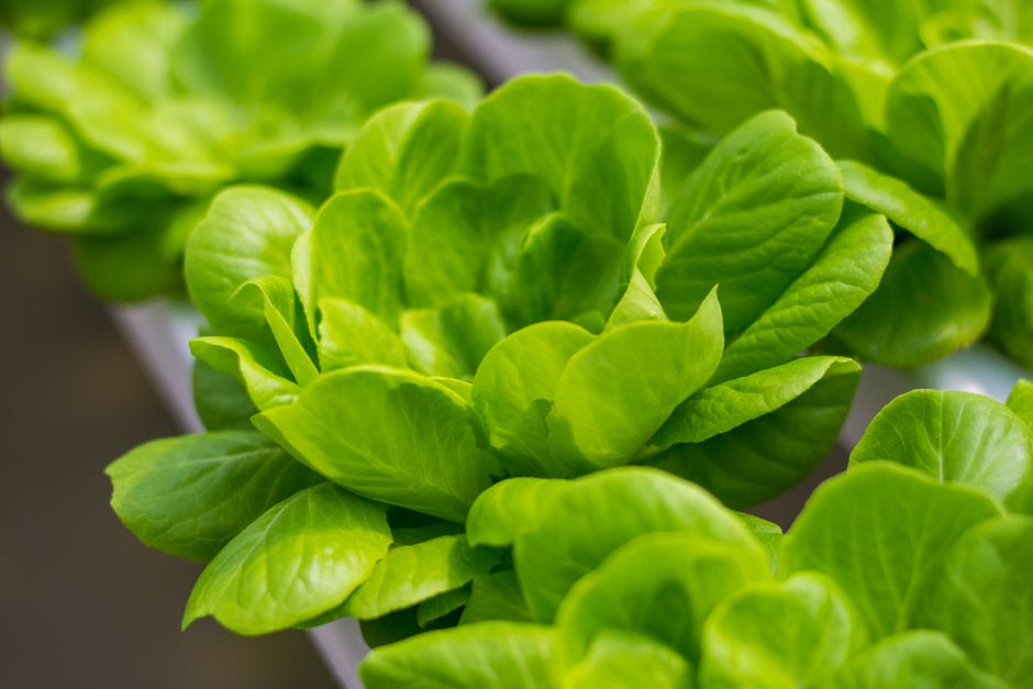 Common Myths About Indoor Greens & Dwarf Veggies I Stopped Believing
