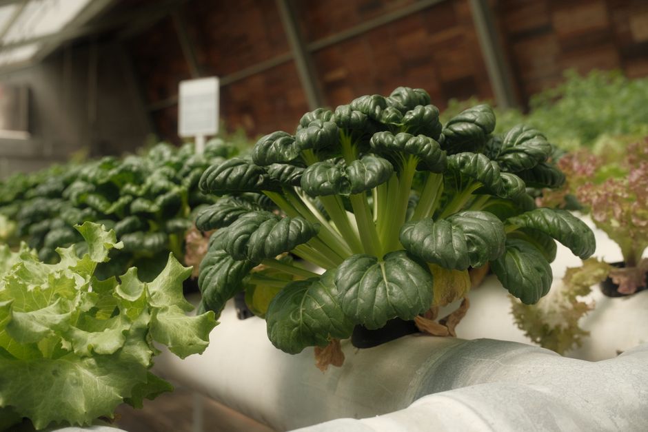 How Much Does Deep Water Culture & Kratky Really Cost in 2026? Budget & Gear