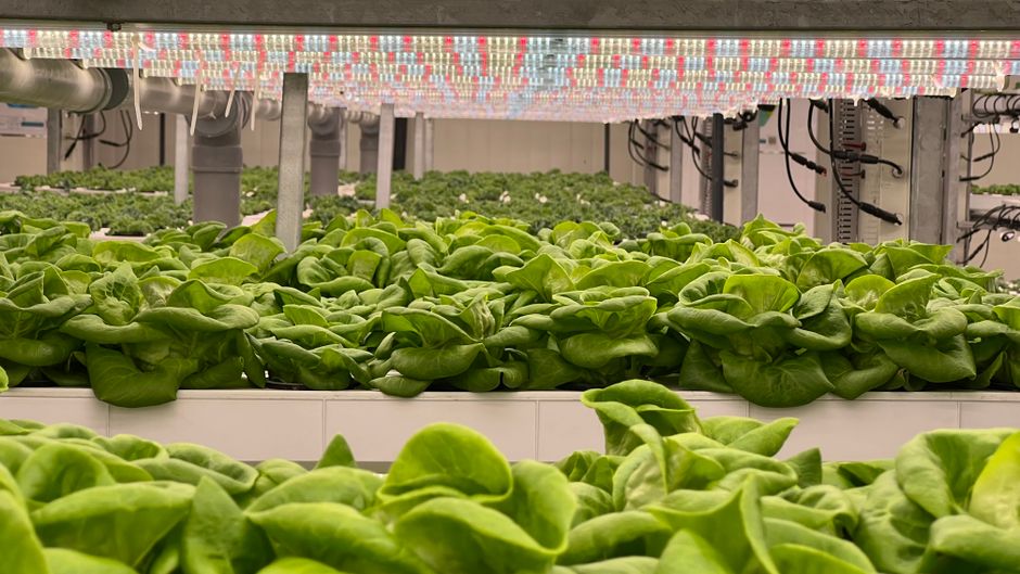 How Much Does Full Spectrum LED Lighting Really Cost in 2026? Budget & Gear