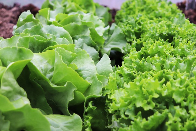 How Much Does Indoor Greens & Dwarf Veggies Really Cost in 2026? Budget & Gear
