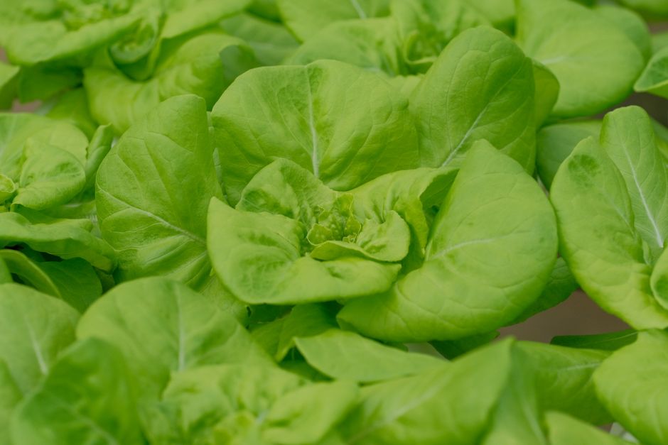 Indoor Greens & Dwarf Veggies vs Alternatives : My Honest Hands-On Comparison