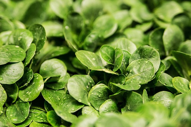My Field Guide to Indoor Greens & Dwarf Veggies : What Actually Works