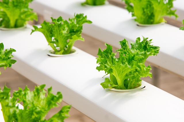 My Step-by-Step Blueprint for Indoor Greens & Dwarf Veggies