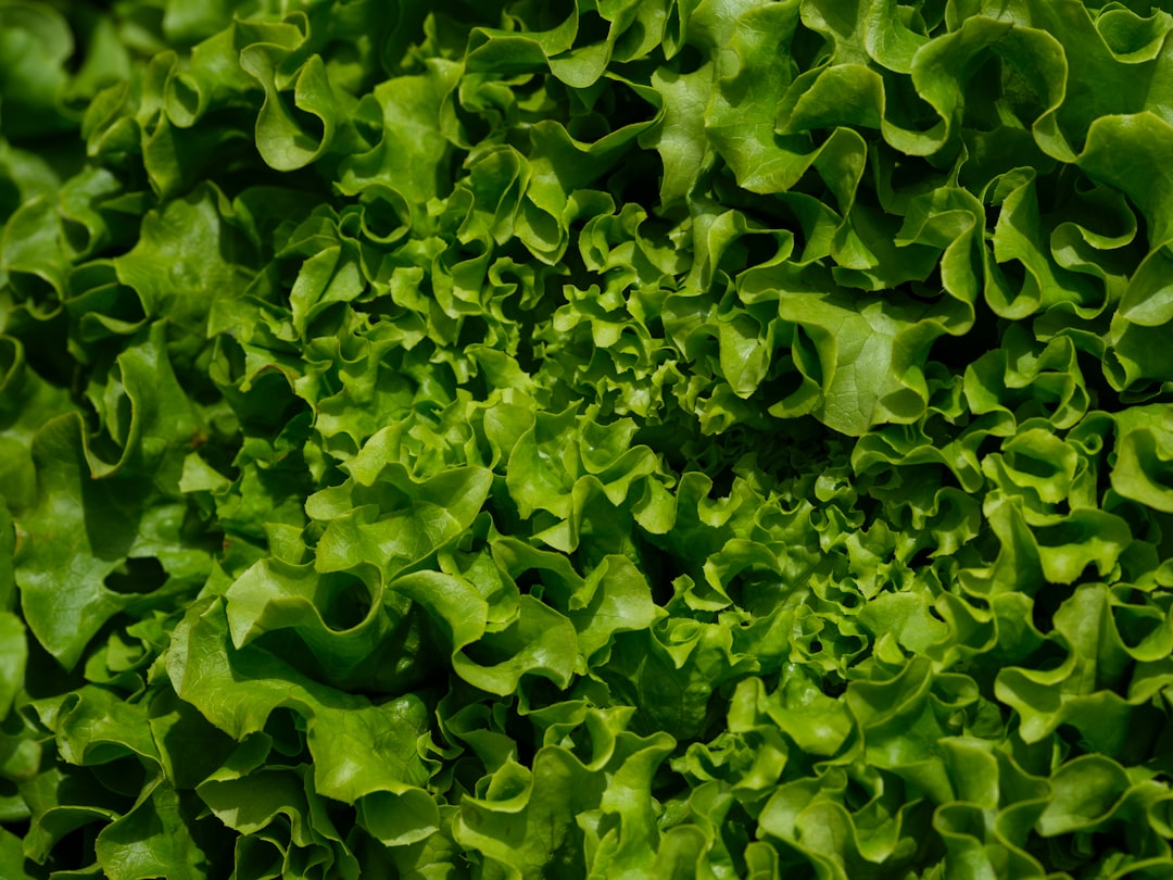 The Best Tools & Supplies I Actually Use for Deep Water Culture & Kratky