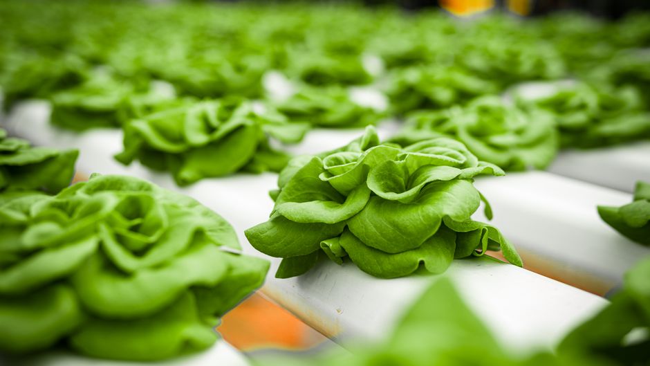 The Best Tools & Supplies I Actually Use for Indoor Greens & Dwarf Veggies