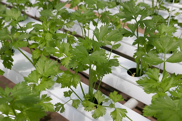 Troubleshooting Indoor Greens & Dwarf Veggies : Diagnosing and Fixing Problems